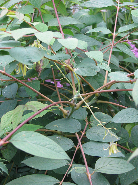 Decaisnea fargesii