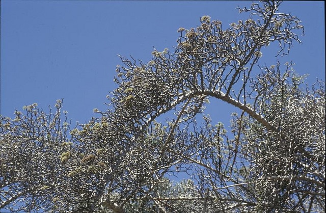 Decarya