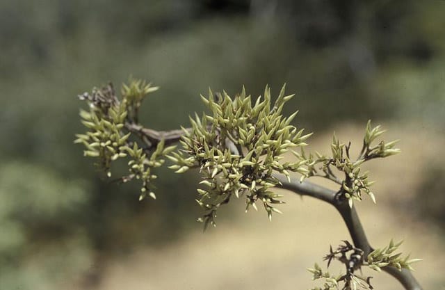 Decarya