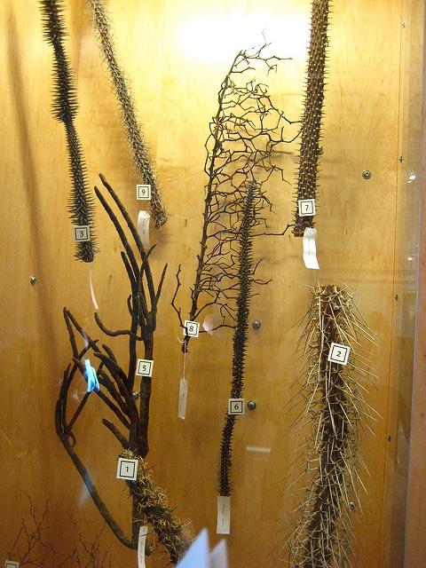 Decarya