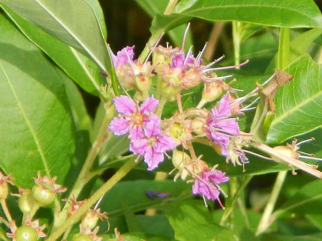 Decodon verticillatus