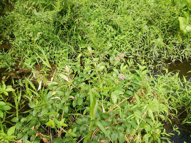 Decodon verticillatus