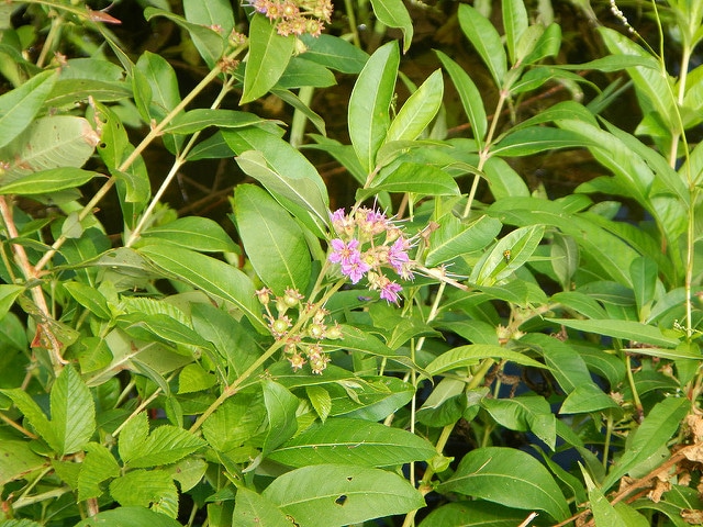 Decodon verticillatus