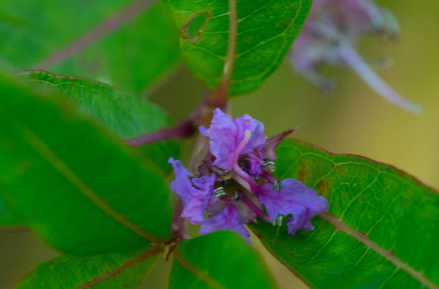 Decodon verticillatus
