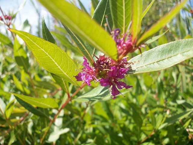 Decodon verticillatus (Decodon verticillatus)