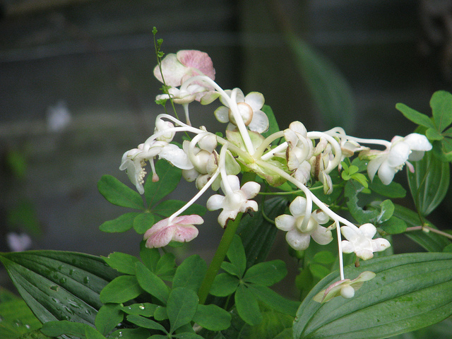 Deinanthe bifida