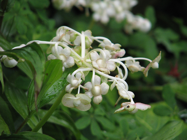 Deinanthe bifida (Deinanthe bifida)