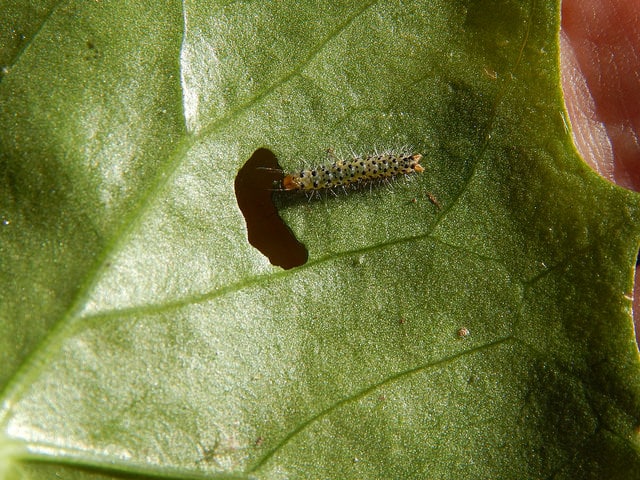 Delairea odorata