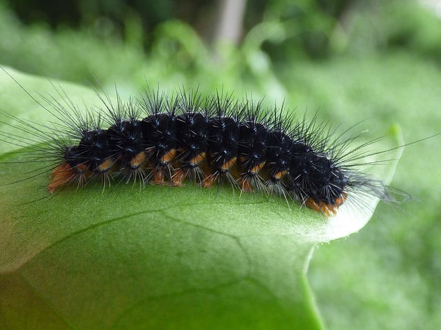Delairea odorata