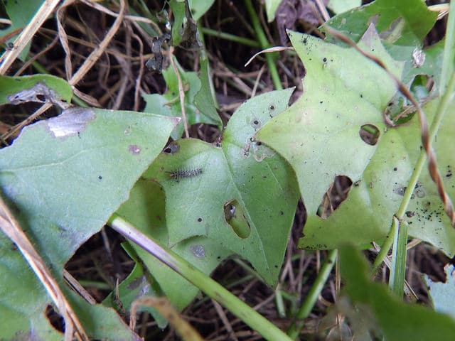 Delairea odorata