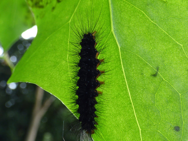 Delairea odorata