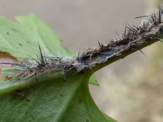 Delairea odorata (Delairea odorata)