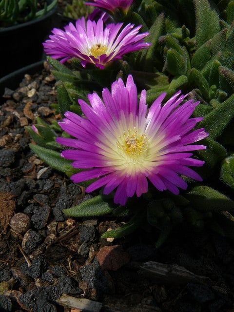 Delosperma ashtonii (Delosperma ashtonii)