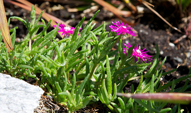 Pourpier de cooper (Delosperma cooperi)