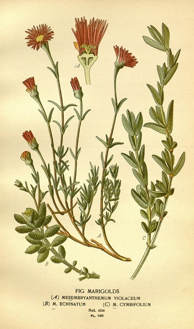 Delosperma echinatum