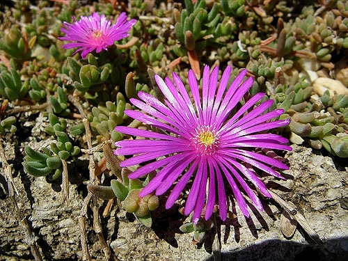 Delosperma ecklonis