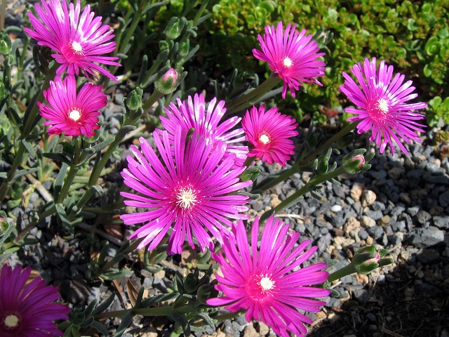 Delosperma ecklonis (Delosperma ecklonis)