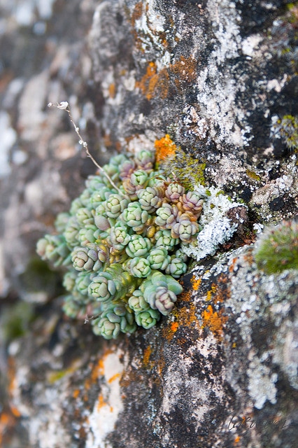 Delosperma lehmannii
