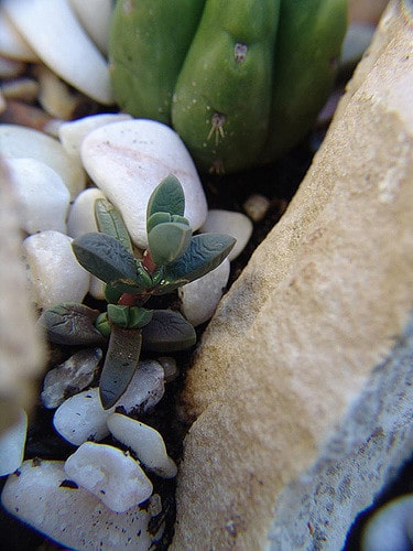Delosperma lehmannii