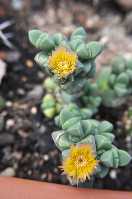 Delosperma lehmannii
