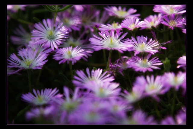 Delosperma lehmannii (Delosperma lehmannii)