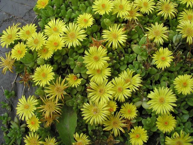 Delosperma nubigenum