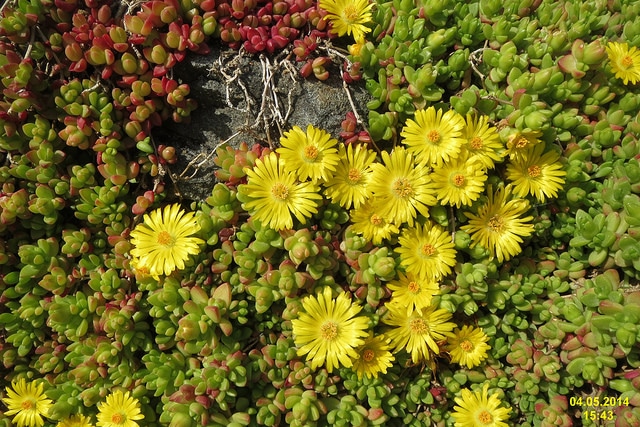 Delosperma nubigenum