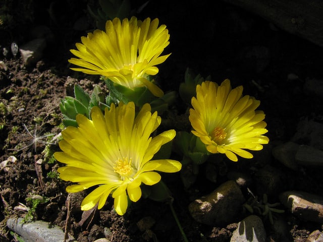 Delosperma nubigenum