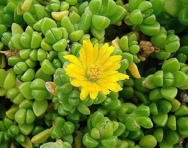 Delosperma nubigenum