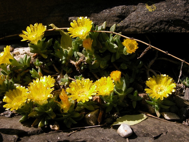 Delosperma nubigenum (Delosperma nubigenum)