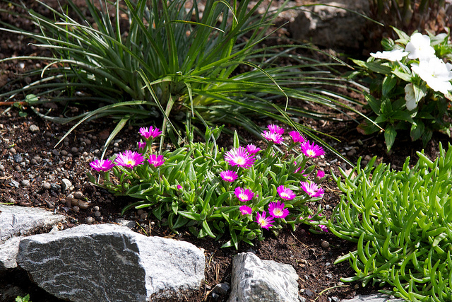 Pourpier de sutherland (Delosperma sutherlandii)
