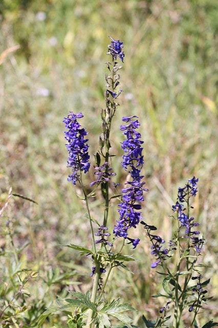 Delphinium barbeyi