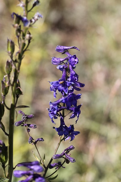 Delphinium barbeyi