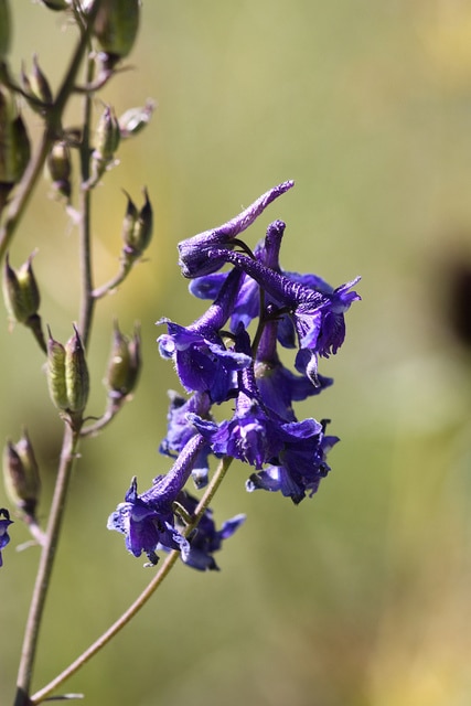 Delphinium barbeyi