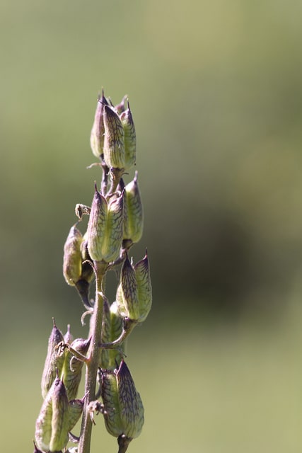Delphinium barbeyi
