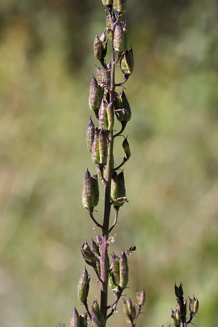 Delphinium barbeyi