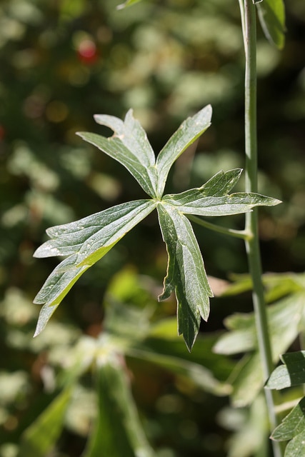 Delphinium barbeyi