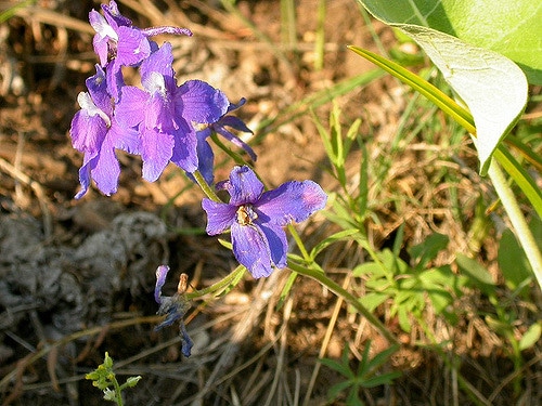 Delphinium bicolor (Delphinium bicolor)
