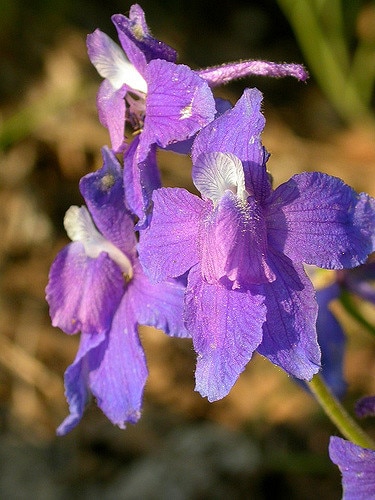 Delphinium bicolor