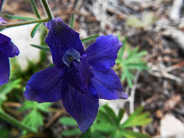 Delphinium bicolor