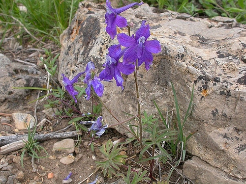 Delphinium bicolor