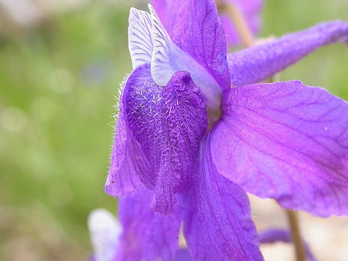 Delphinium bicolor