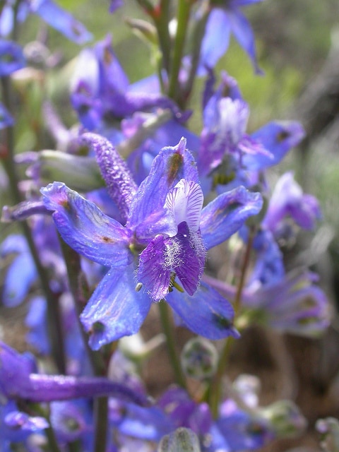 Delphinium bicolor