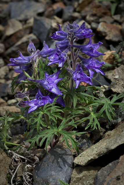 Delphinium brachycentrum (Delphinium brachycentrum)