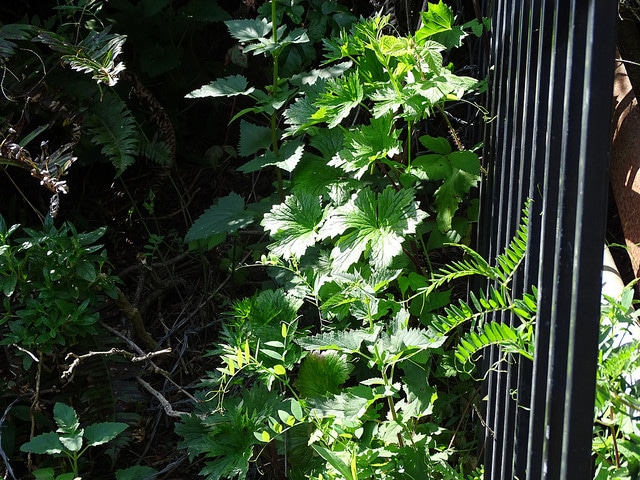 Delphinium californicum (Delphinium californicum)