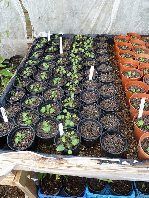Delphinium californicum