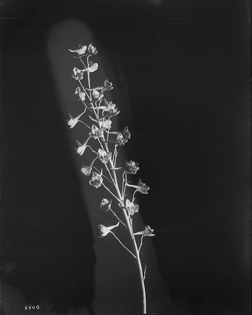 Delphinium cardinale (Delphinium cardinale)