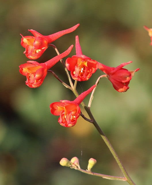 Delphinium cardinale