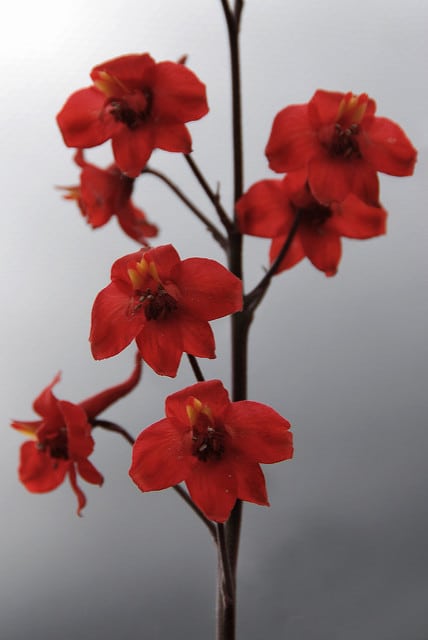 Delphinium cardinale