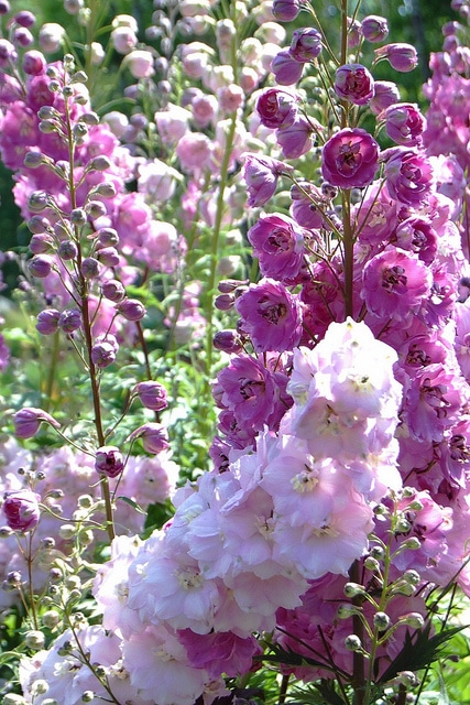 Delphinium cardinale
